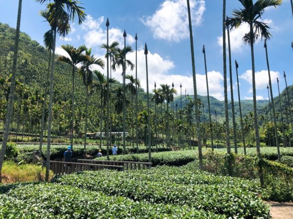 竹坑溪步道（龍宮瀑布、雷音瀑布）339818