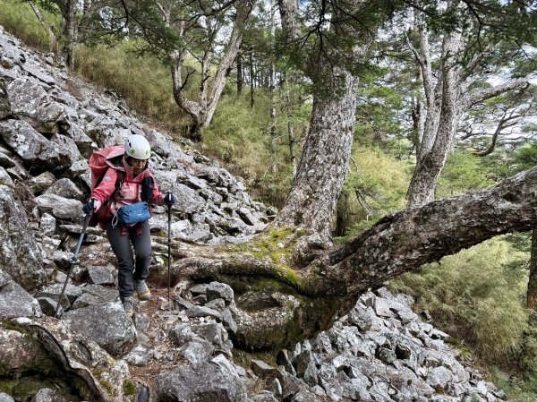 大眾運輸登 雪山西稜 (中雪山未竟) 2025/12/3~92970037