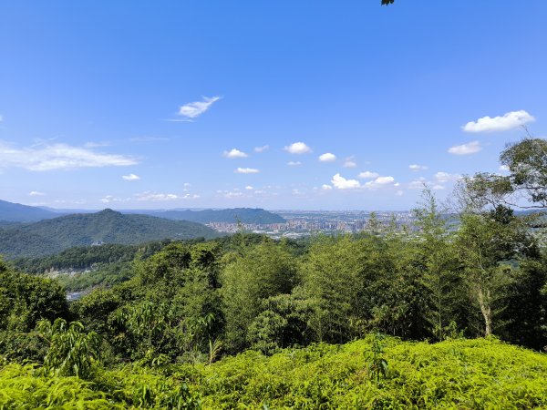 20250913微笑山線：【天上山系】望月亭桐花段2883407