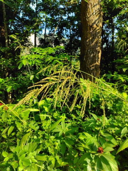 唐子恩山 廢棄油礦2919017