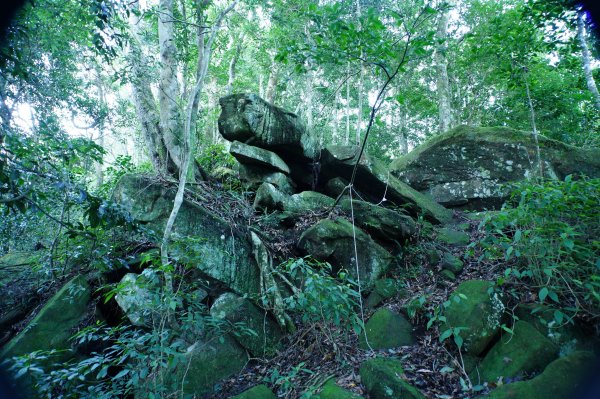 苗栗 南庄 紅毛山、無名山、大坪山2943094
