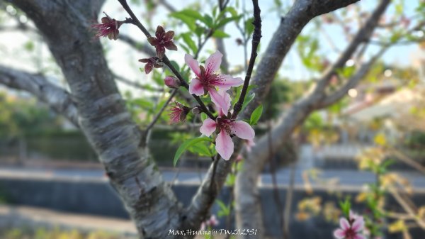 《彰化》桃李櫻美｜花壇虎山巖步道x大嶺巷富士櫻202503012723681