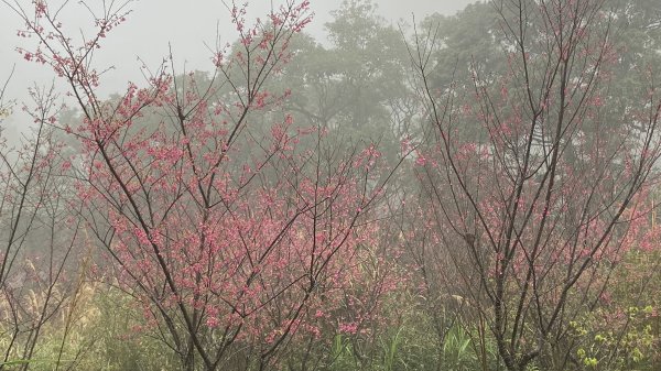 土城最高峰在天上山| Mt. Tianshang |天火縱走|峯花雪月2421185