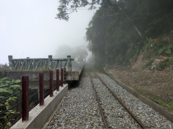 搭阿里山森鐵去登獨立山(小百岳#58)。走大巃頂賞茶園風光 (2020/11/8)1427686