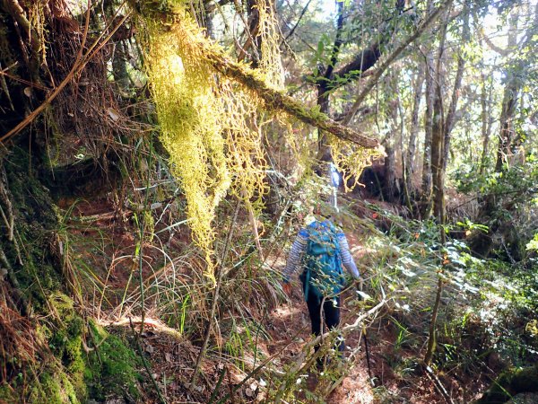 合歡越嶺古道登卯木山1174903