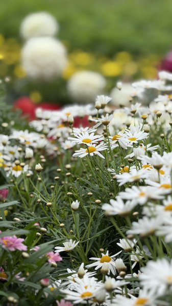 2025台北杜鵑花季｜大安森林公園｜迎曦花丘｜20250307｜峯花雪月2729830