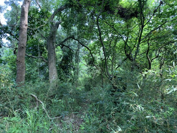 20250906台南口埤山(口碑山)2881406