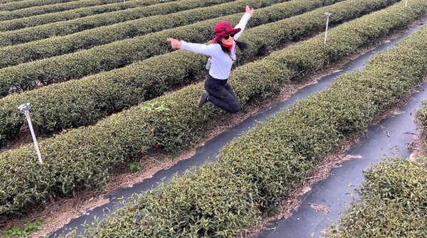 小百岳關刀山889m+銅鑼杭菊1924069