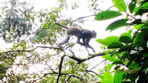  聖母山莊+三角崙山 = 蘭陽名山美境 175495