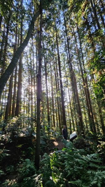 20251014雪見遊憩區 🚴‍♂️咖搭車走司馬限林道上東洗水山兩刷北坑山至大板根2916470