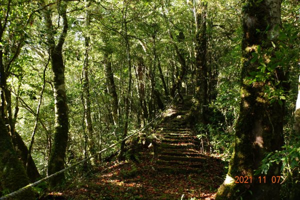 新竹 尖石 鎮子堡山、西納基山1507890