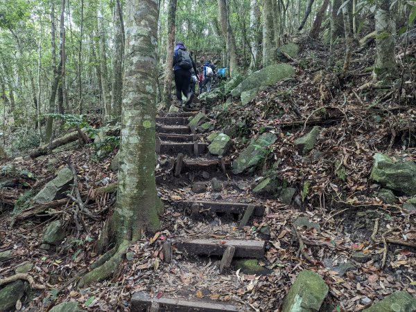 谷關七雄：屋我尾山（大雪山林道來回）1773196