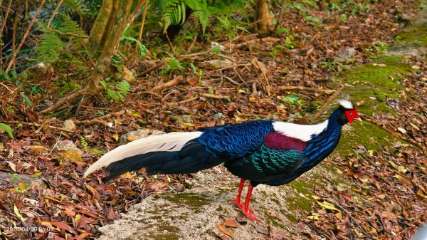 翡翠水庫壩頂 #火燒雲雲海 #日出雲海 #鱷魚島 #藍腹鷴 4/292773467