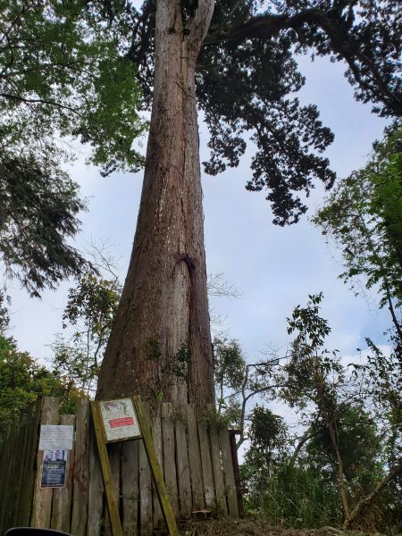 郡大碰碰車952484