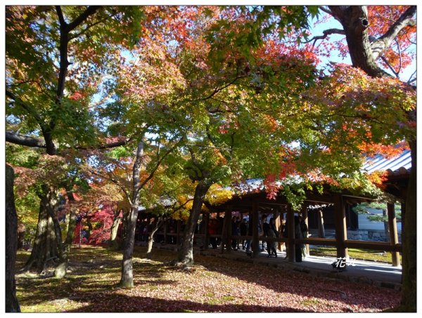 京都/東福寺的紅葉755242