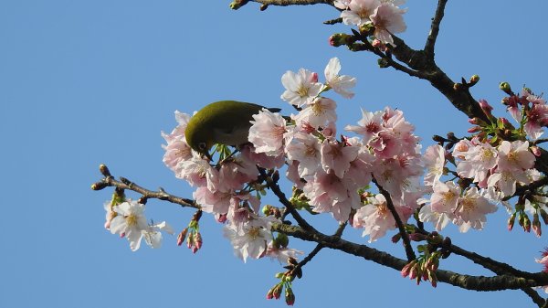 #綠繡眼 訪花 #吉野櫻 #天元宮 #楓樹湖 03162736672