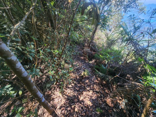 20250216水社大山潭南線2746136