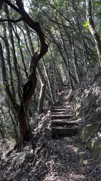 步道巡訪員│四大天王山步道三月巡訪日誌871304