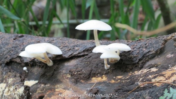《雲林》望好望角｜石壁山嘉南雲峰步道(中側登山口）202506072805467