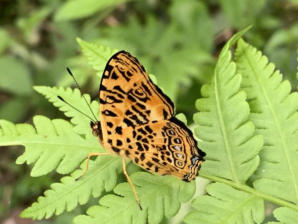 20251004高雄尾寮山-西北峰2907858