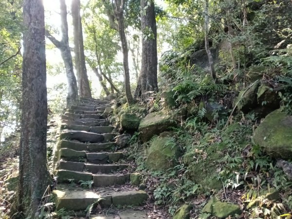 汐止區茄苳越嶺古道+上鹿窟崙山+九層坪山+四分尾山+大尖山8字走2981646