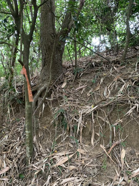 20250906台南蚵殼坑山-九層嶺-三十六崙山-洋子寮山2881511