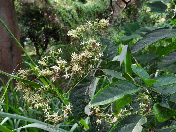 《台中》大肚環保公園登山步道、望高寮賞景1055291