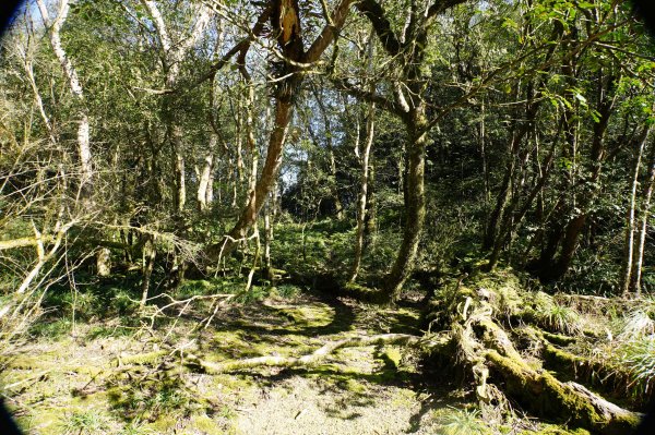 新北 烏來 波露山3000689