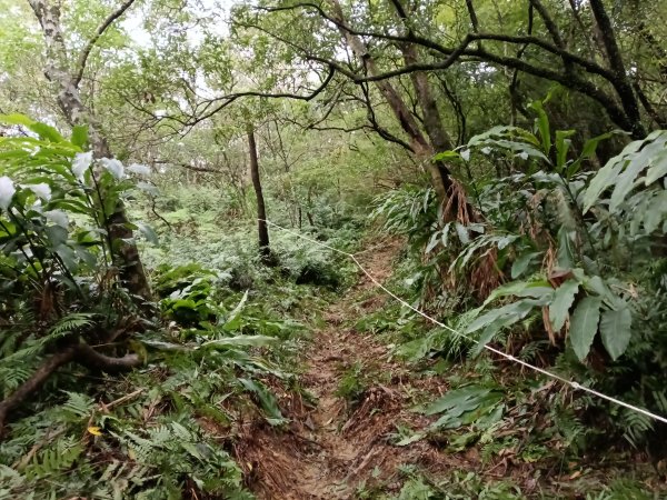 雙溪區艋舺崙古道+新路尾山+大竹林山出雙溪車站2998643