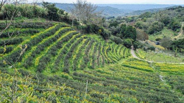 大北坑魯冰花2435746