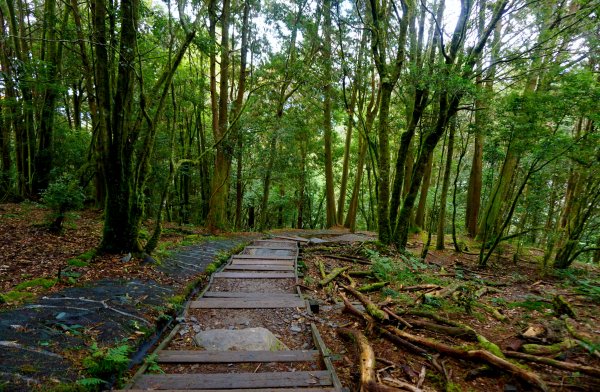 檜山巨木森林步道481584