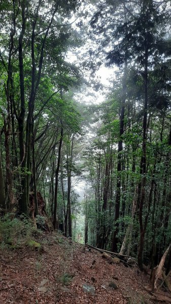 《台中》山中的珊瑚｜大雪山木馬古道202107141424928