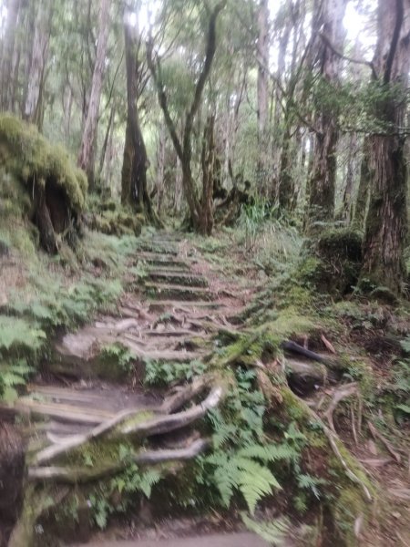 1150728太平山鐵杉林步道3096838
