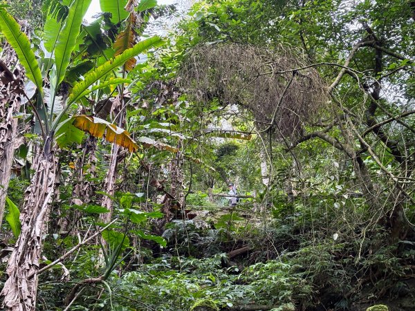 鯉魚山步道群2728338