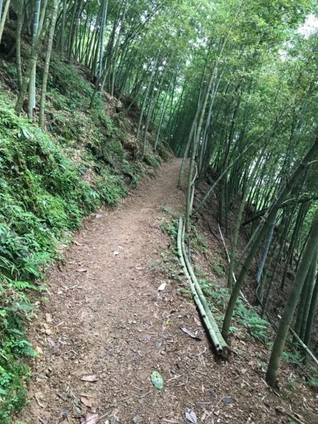 橫嶺自然森林340702