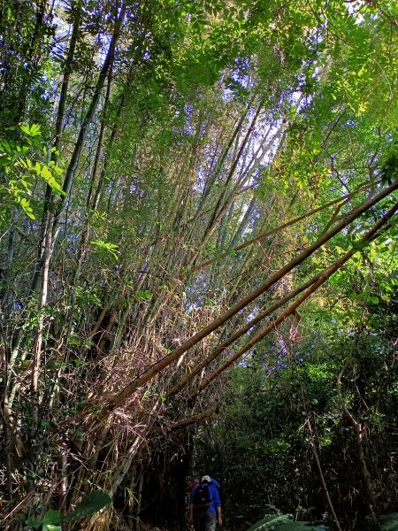 春櫻爛漫迷人的故宮、狗殷勤古道、平菁步道1262202