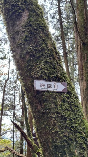 水漾森林+瞑月神木2768736