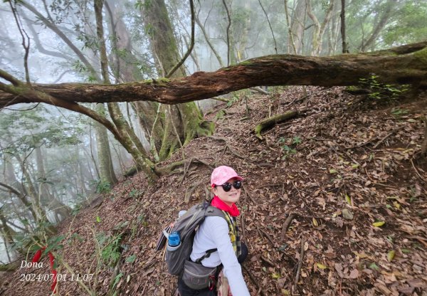 林相優美的油羅山，細數蟬鳴鳥叫2546804