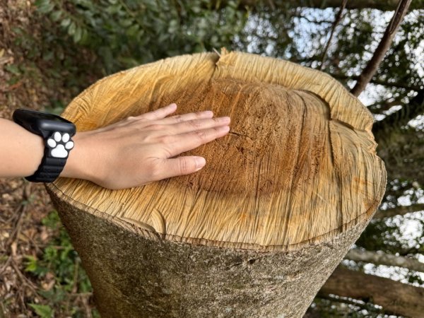 2025/04/04小百岳第022「東眼山」2753248