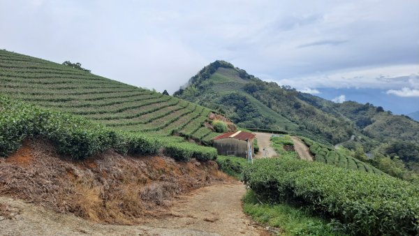 20240523嘉義梅山梨子腳山-太平老街-太平雲梯吊橋2511301