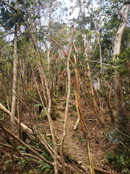 二格山越嶺貓空2735634