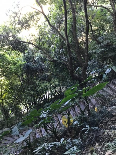 樟腦寮車站上獨立山奉天岩泡茶煮泡麵大巃頂看群峰美景469753