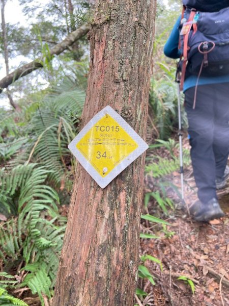 阿冷山 谷關第八雄2877432