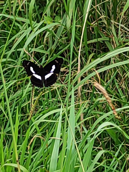 臺北大縱走第二段：二子坪至小油坑2827681