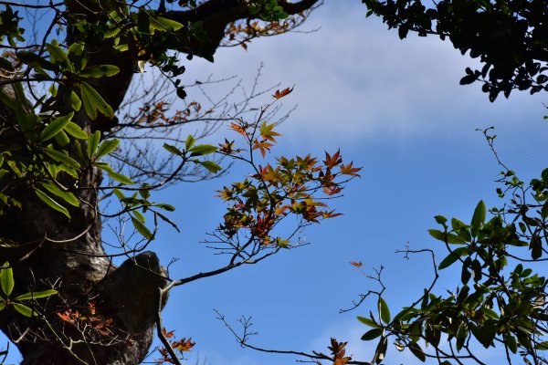 北得拉曼山毛櫸--尋找秋天的顏色723537