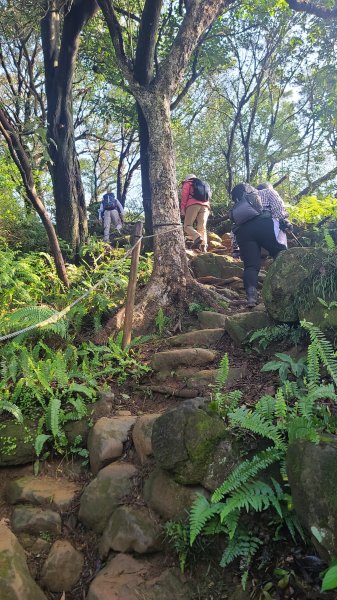 2025-0204 鶯歌_大凍山_三角埔頂山_迴龍2707995