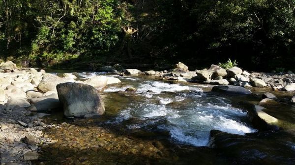 金瓜寮溪蕨類步道120731