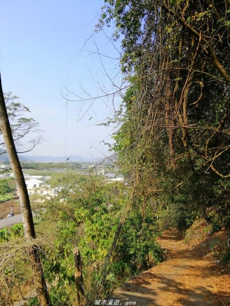 苗栗~山林裡賞優美樹姿~大克山砲台古道1319435