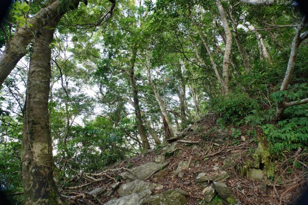 宜蘭 南澳 澳花山2881292