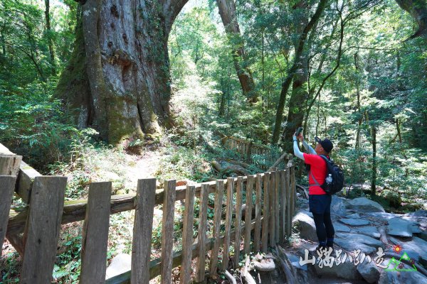 司馬庫斯神木群步道1377377